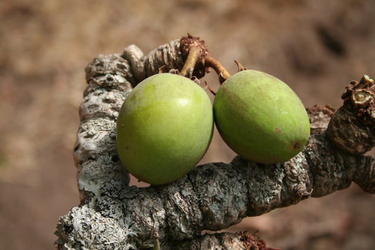 Shea butter for hair